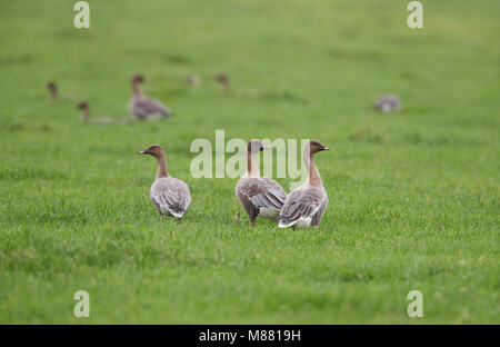 Kleine Rietgans, Pink-footed Goose, Anser brachyrhynchos Stockfoto