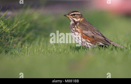 Koperwiek, Rotdrossel, Turdus iliacus Stockfoto