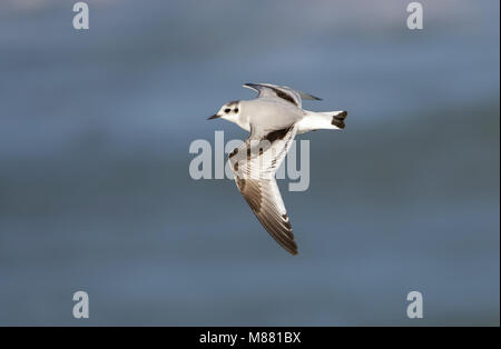 - Winter Eerste vliegende Dwergmeeuw; Erste - Winter fliegen Kleine Möwe (Hydrocoloeus Minutus) Stockfoto