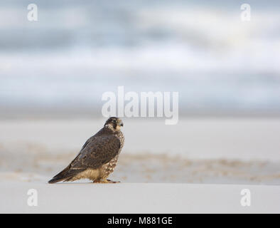 Slechtvalk, WANDERFALKE (FALCO PEREGRINUS) Stockfoto