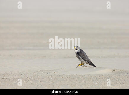 Slechtvalk, WANDERFALKE (FALCO PEREGRINUS) Stockfoto