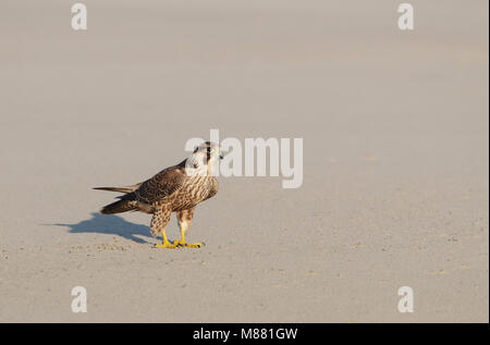 Slechtvalk, WANDERFALKE (FALCO PEREGRINUS) Stockfoto