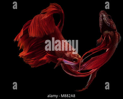 Siamese fighting fish, Half Moon langen roten Schwanz (HMPK), Betta splendens Aktion auf schwarzem Hintergrund isoliert kämpfen. Stockfoto
