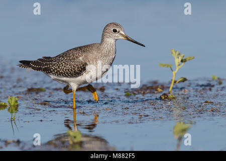 Kleine onvolwassen Geelpootruiter, unreifen Lesser Yellowlegs Stockfoto