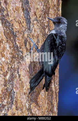 Vogel Bild von Brian E. Kleine Stockfoto