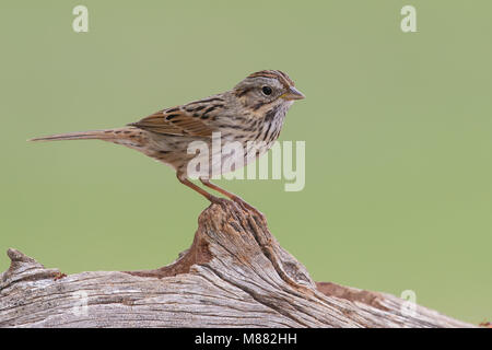 Volwassen Lincolns Gors, Erwachsenen Lincoln Sparrow Stockfoto