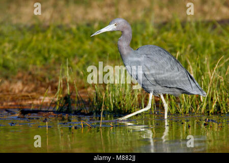 Nach nicht-Zucht Hidalgo Co., TX Januar 2009 Stockfoto