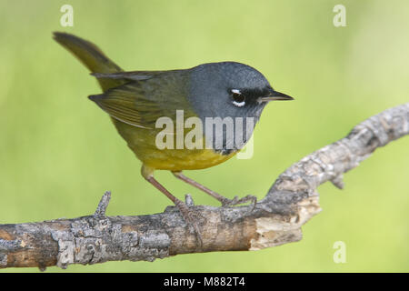 Erwachsene männliche Riverside Co., CA April 2005 Stockfoto