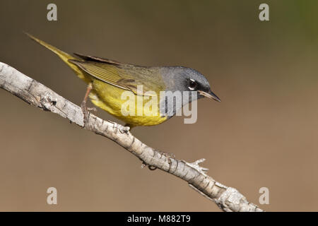 Erwachsene männliche Riverside Co., CA April 2010 Stockfoto