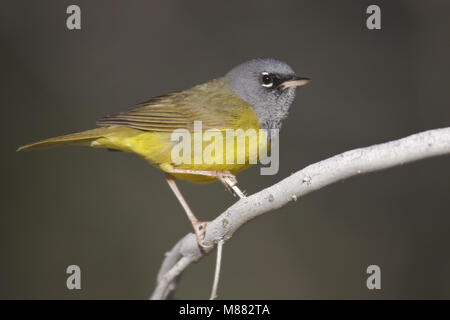 Erwachsene männliche Riverside Co., CA April 2009 Stockfoto