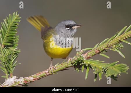 Erwachsene männliche Riverside Co., CA April 2009 Stockfoto