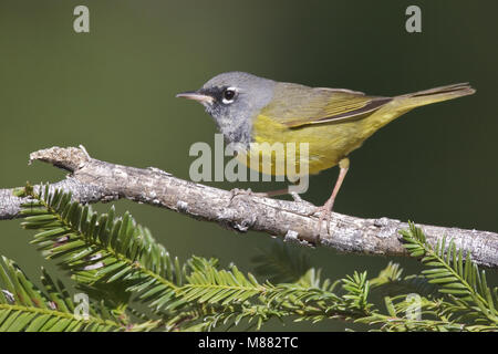 Erwachsene männliche Riverside Co., CA April 2009 Stockfoto