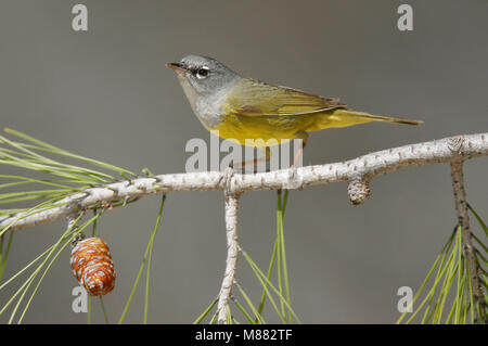 Erwachsene Frau Riverside Co., Ca Mai 2007 Stockfoto