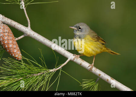 Erwachsene Frau Riverside Co., Ca Mai 2008 Stockfoto