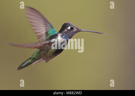 Erwachsene männliche Pima Co., AZ Mai 2011 Stockfoto