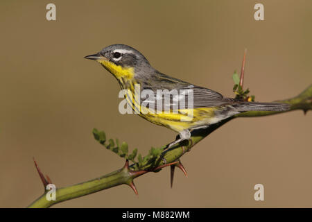 Vogel Bild von Brian E. Kleine Stockfoto