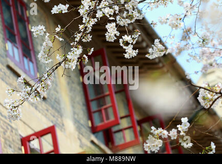 Wuhan, Hubei Provinz Chinas. 15 Mär, 2018. Kirschblüten sind an der Wuhan Universität in Wuhan, Hauptstadt der zentralchinesischen Provinz Hubei, 15. März 2018. Credit: Zhao Jun/Xinhua/Alamy leben Nachrichten Stockfoto