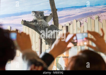 Nanjing in der chinesischen Provinz Jiangsu. 15 Mär, 2018. Ein koala erfüllt die Öffentlichkeit auf der Hongshan Forest Zoo in Nanjing, der Hauptstadt der Provinz Jiangsu im Osten Chinas, 15. März 2018. Es gibt insgesamt zwei koalas im Zoo. Credit: Su Yang/Xinhua/Alamy leben Nachrichten Stockfoto