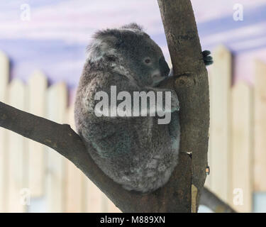 Nanjing in der chinesischen Provinz Jiangsu. 15 Mär, 2018. Ein koala erfüllt die Öffentlichkeit auf der Hongshan Forest Zoo in Nanjing, der Hauptstadt der Provinz Jiangsu im Osten Chinas, 15. März 2018. Es gibt insgesamt zwei koalas im Zoo. Credit: Su Yang/Xinhua/Alamy leben Nachrichten Stockfoto