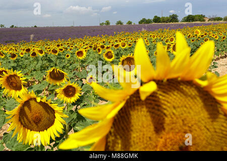 Lavendel und Sonnenblumen Feld in der Nähe von Valensole, Provence-Alpes-Cote d'Azur, Frankreich Stockfoto