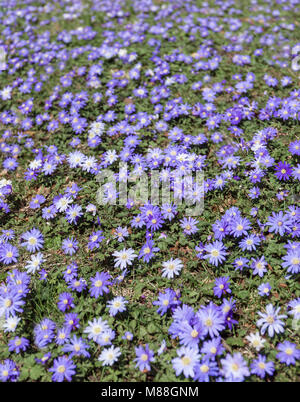 Patch von Anemone blanda. Stockfoto