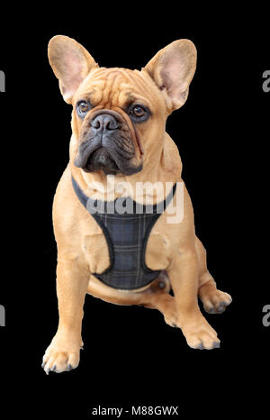 Frenchie Welpen Studio isoliert Stockfoto