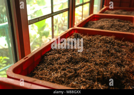 Detail von losem Tee (Ceylon Orange Pekoe Blätter getrocknet wird) in Kunststoffbehältern, mit grünen Landschaft hinter Windows. Kadugannawa Tea Factory, Kandy Stockfoto