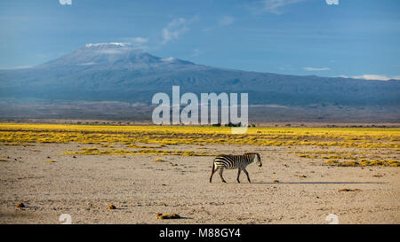 Einzelne Ebenen Zebra (Equus quagga, ehemals Equus burchellii) gehen unter Kilimanjaro am Abend. Amboseli National Park, Kenia Stockfoto