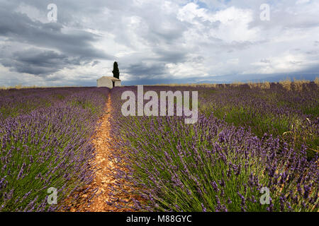 Schönes traditionelles Haus in Lavendel Feld in der Nähe von Valensole, Provence-Alpes-Cote d'Azur, Frankreich Stockfoto