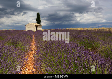 Schönes traditionelles Haus in Lavendel Feld in der Nähe von Valensole, Provence-Alpes-Cote d'Azur, Frankreich Stockfoto