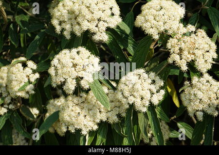 Blühende Lederfarn Viburnum, Viburnum rhytidophyllum Stockfoto