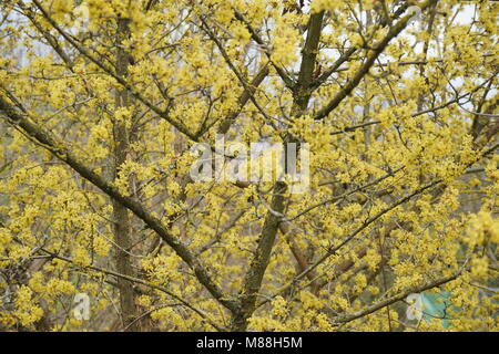 Blühende Carneol Kirsche, Cornus Mas Stockfoto