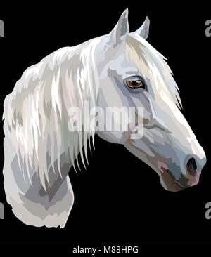 Farbige Portrait von weißen Orlow Traber Pferd. Pferd Kopf mit langer Mähne im Profil isoliert Vector Illustration auf schwarzem Hintergrund Stock Vektor