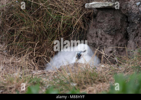 Eissturmvogel, Fulmarus glacialis einzelne Junge sitzt auf Nest, Farne Islands, Northumberland, Großbritannien Stockfoto