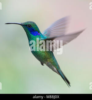 Eine mexikanische Violetear Kolibri (Colibri thalassinus), früher bekannt als grüne Violetear, nähert sich eine Blume im Hochland von Costa Rica Stockfoto