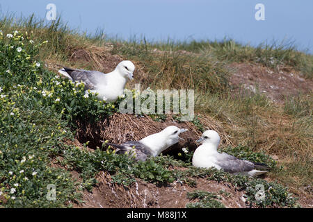 Die eissturmvögel Fulmarus glacialis,, drei Erwachsene am Hang, ein Schutz Nest, Farne Islands, Northumberland, Großbritannien Stockfoto