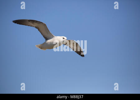 Eissturmvogel, Fulmarus glacialis, Alleinstehenden im Flug, Farne Islands, Northumberland, Großbritannien Stockfoto