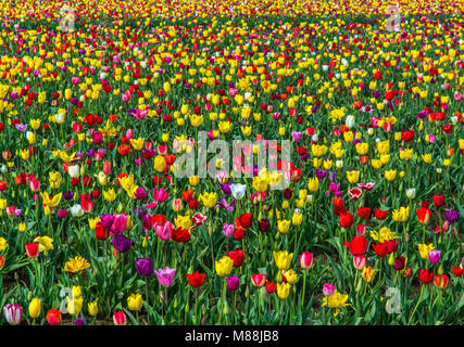 Tipp Toeing durch eine Feder Feld Stockfoto