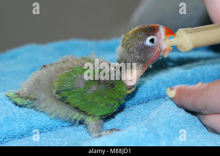 Lovebird, Agapornis Baby im Garten spielen oder essen Stockfoto