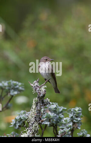 Fliegenfänger, Muscicapa striata, Alleinstehenden auf Flechten bedeckt Zweig thront beschmutzt. Sommer Migranten. Juni genommen, Aviemore, Highlands, Schottland, Großbritannien Stockfoto