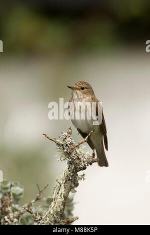 Fliegenfänger, Muscicapa striata, Alleinstehenden auf Flechten bedeckt Zweig thront beschmutzt. Sommer Migranten. Juni genommen, Aviemore, Highlands, Schottland, Großbritannien Stockfoto