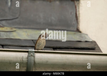 Beschmutzt, Muscicapa striata, einzelne Erwachsene auf die dachrinne Dach thront mit Schmetterling in Rechnung. Sommer Migranten. Juni, die Highlands, Schottland Stockfoto