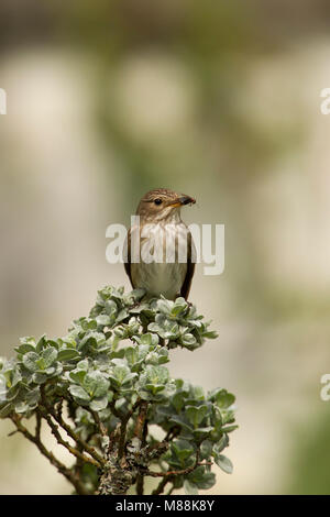 Fliegenfänger, Muscicapa striata, Portrait von einzelnen Erwachsenen auf Strauch thront mit Insekt in Rechnung entdeckt. Sommer Migranten. Juni, Schottland Stockfoto