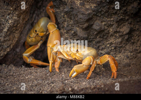 Zwei Landkrabben, die in der Regel auf Ascension Island gesehen werden können, sind sie von dort Orange/Gelb Farbe unterschieden Stockfoto