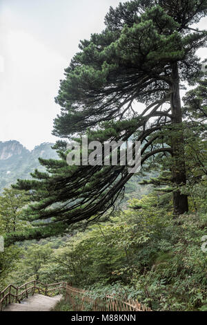 Vom Wind geformten Kiefern- und Treppenhaus, Huangshan Nationalpark, Anhui, China Stockfoto