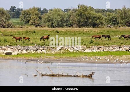 Pferde grasen AM UFER DER DONAU IN DIE DELTA REGION Stockfoto