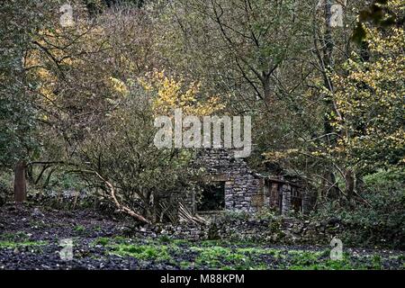 Aufgegeben und BEWACHSENE SCHEUNE IN MONSALDALE DERBYSHIRE UK Stockfoto