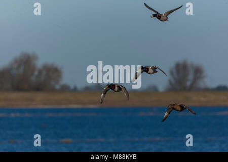 Stockente Enten im Flug Stockfoto