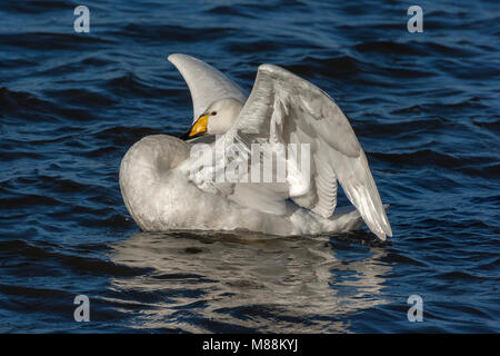 Singschwan mit Flügeln in herrlichen Licht öffnen Stockfoto