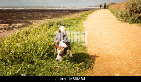 Wenig Welsh Corgis Pembroke Hund zu Fuß am Strand in Frankreich Stockfoto